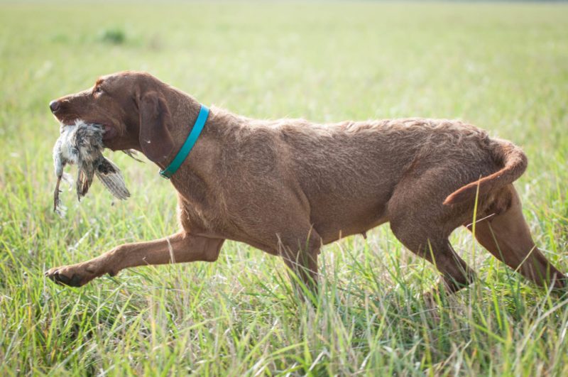 Zöldmáli Echo our big hope for the Field Trials. Zöldmáli wirehaired