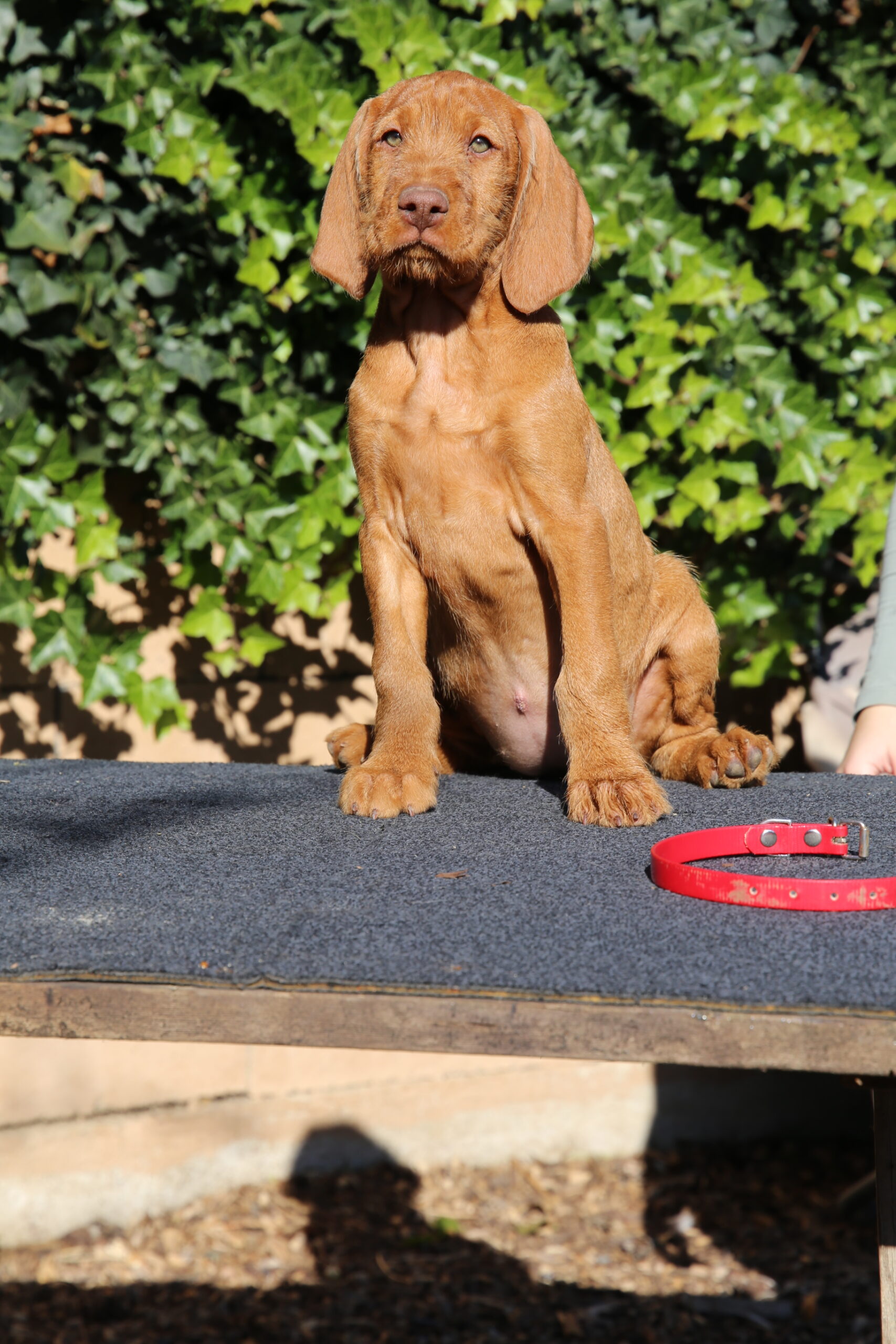 Zöldmáli-Hunter Zsálya 9 wks old Zöldmáli-Hunter Zsálya