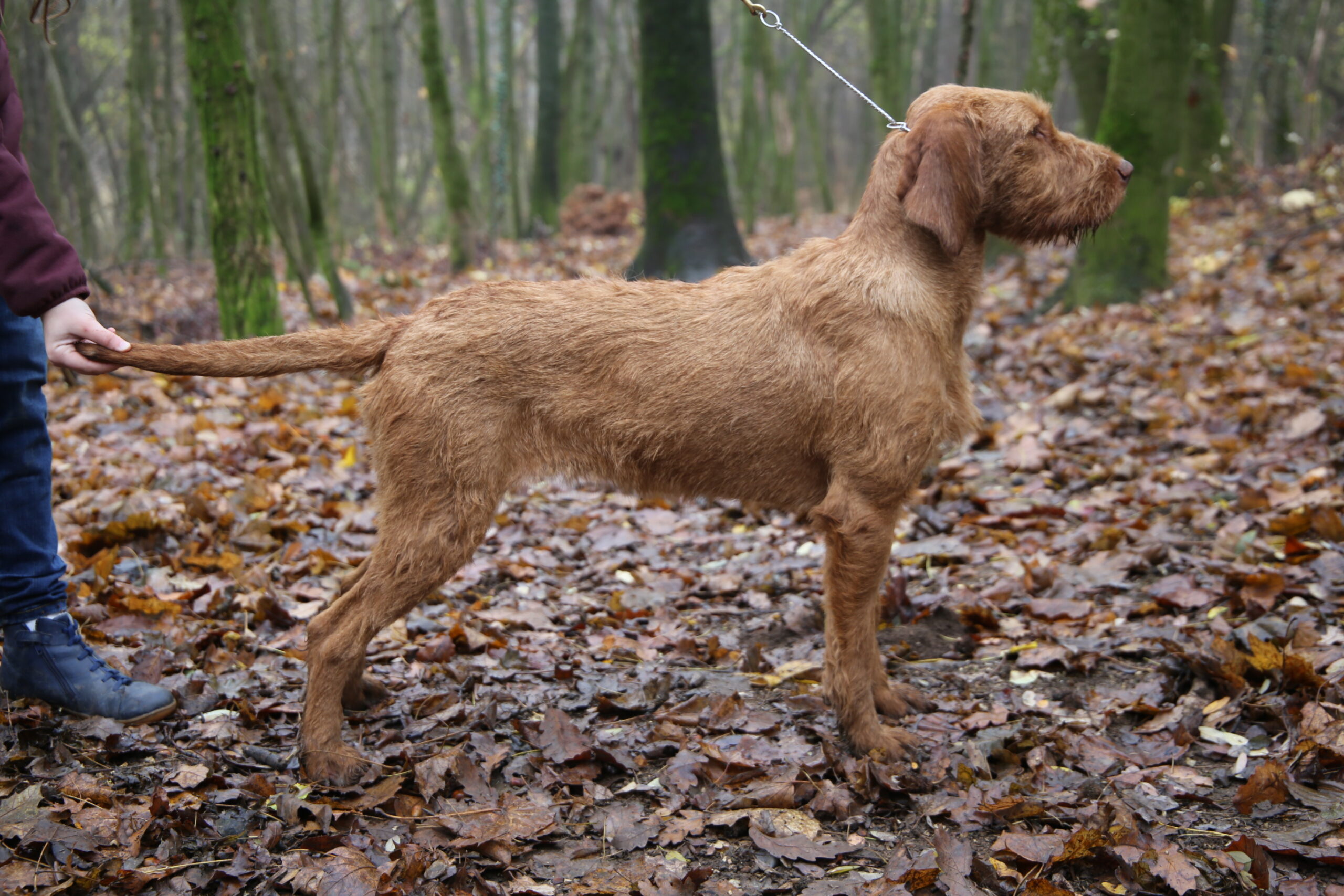 Zöldmáli-Hunter Zsálya 1 year old Zöldmáli-Hunter Zsálya