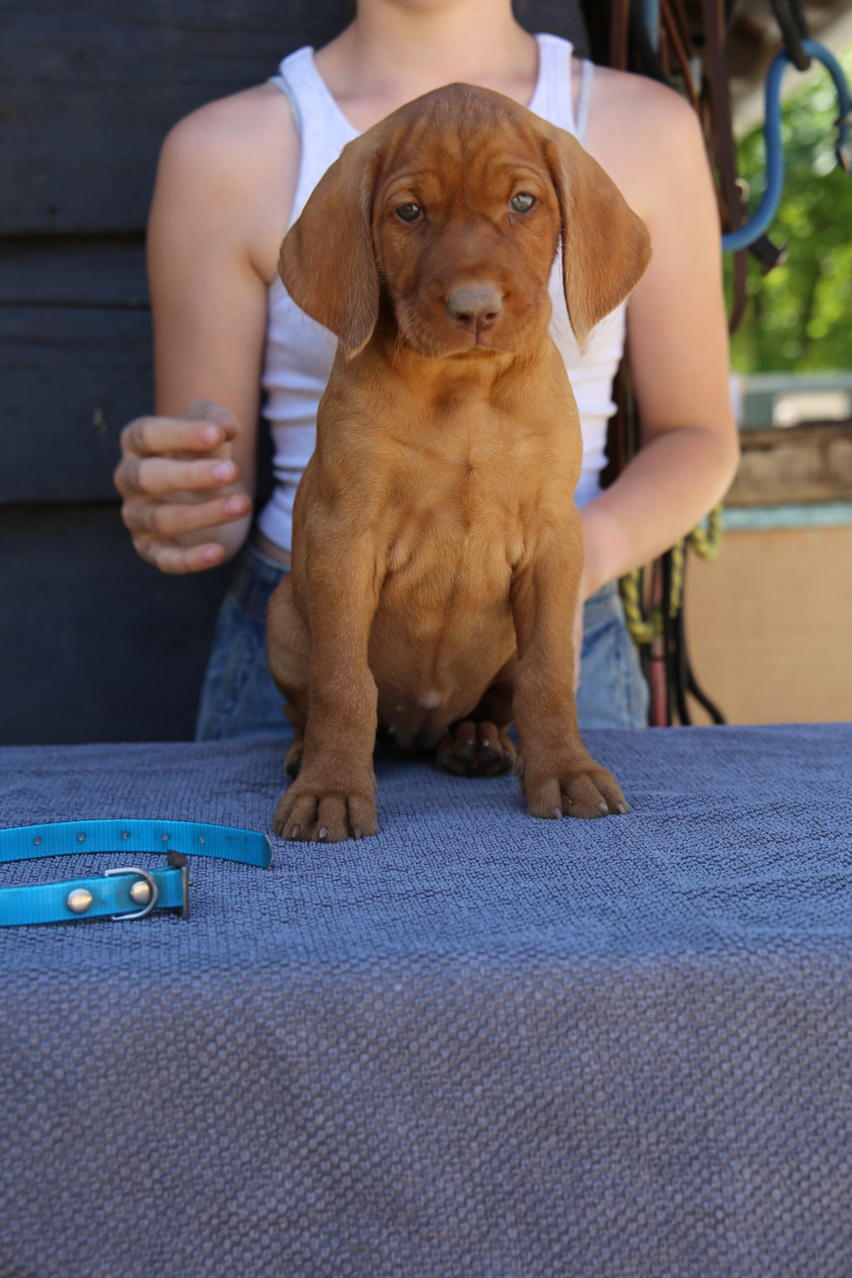 Zöldmáli-Hunter Buborék 8 weeks old