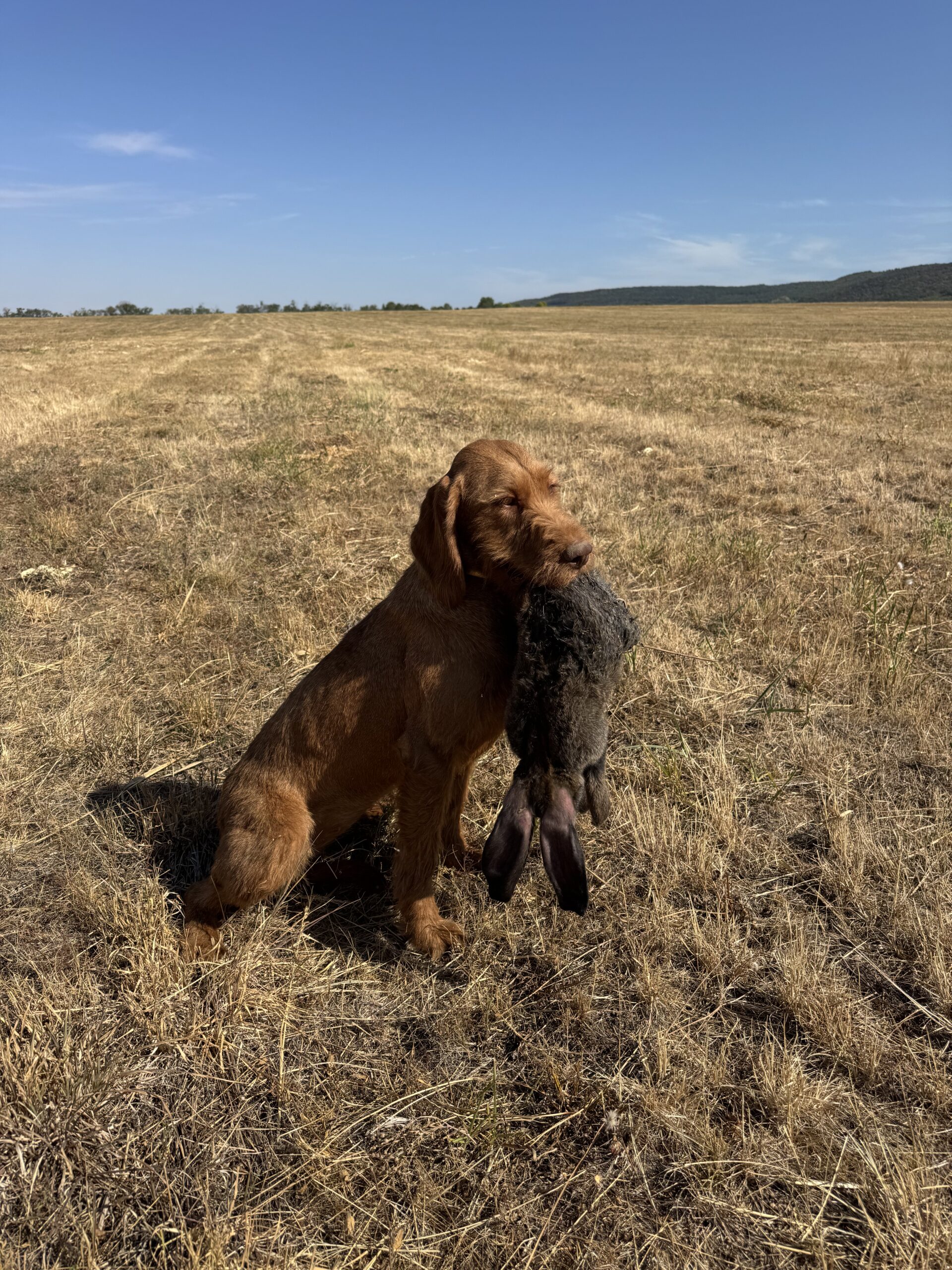 Zöldmáli-Hunter Zsálya Zöldmáli-Hunter Zsálya