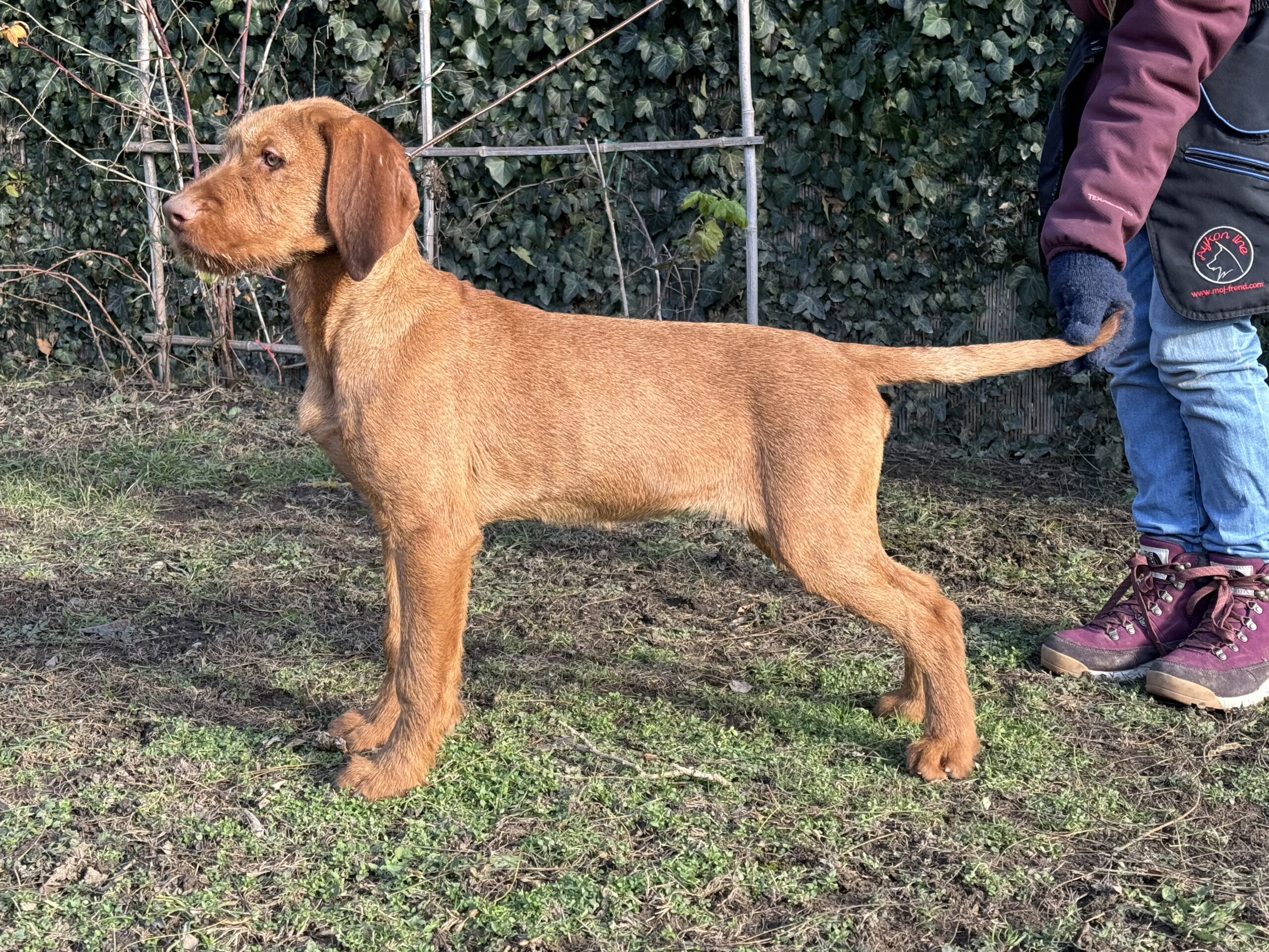Zöldmáli-Hunter Zsálya 5 months Zöldmáli-Hunter Zsálya