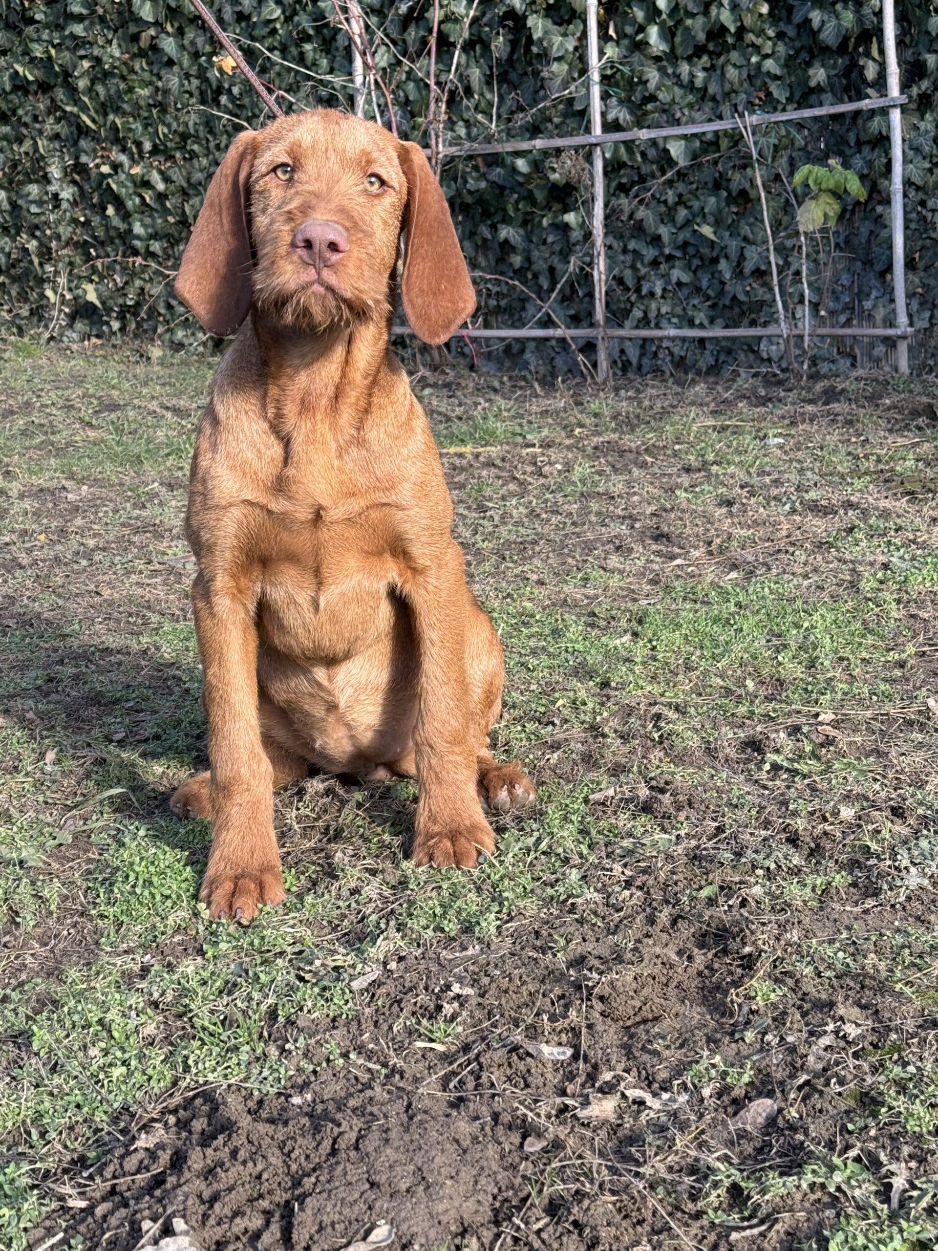 Zöldmáli-Hunter Zsálya 5 months Zöldmáli-Hunter Zsálya