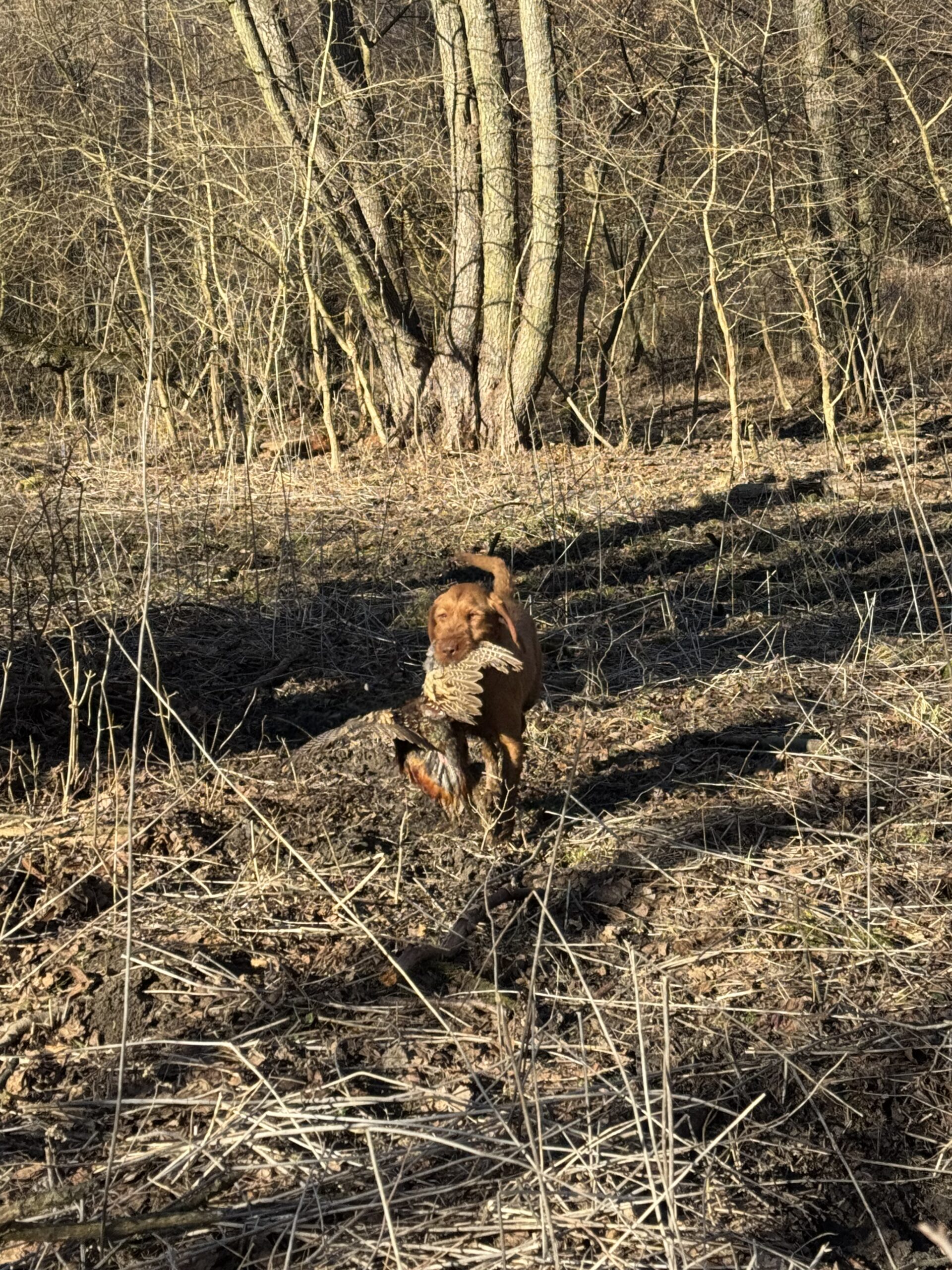 Zöldmáli-Hunter Zsálya Zöldmáli-Hunter Zsálya