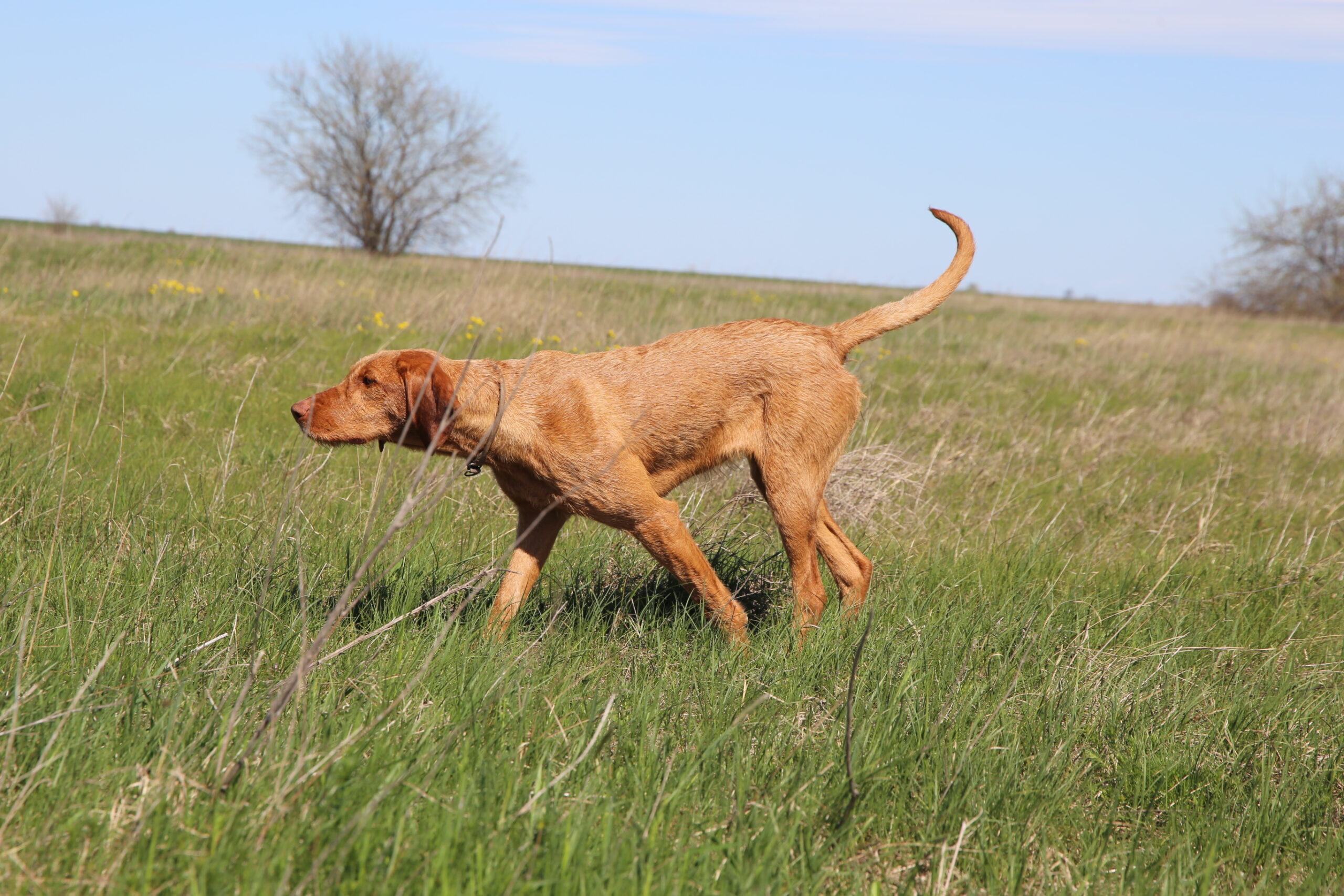 Zöldmáli-Hunter Buborék 9 months old Zöldmáli-Hunter Buborék
