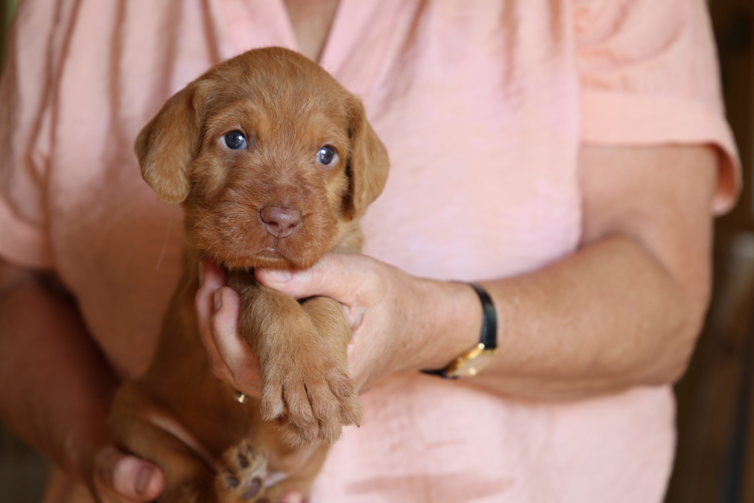 Zoldmali-Hunter Tik-tok 3 weeks Zoldmali-Hunter Tik-tok