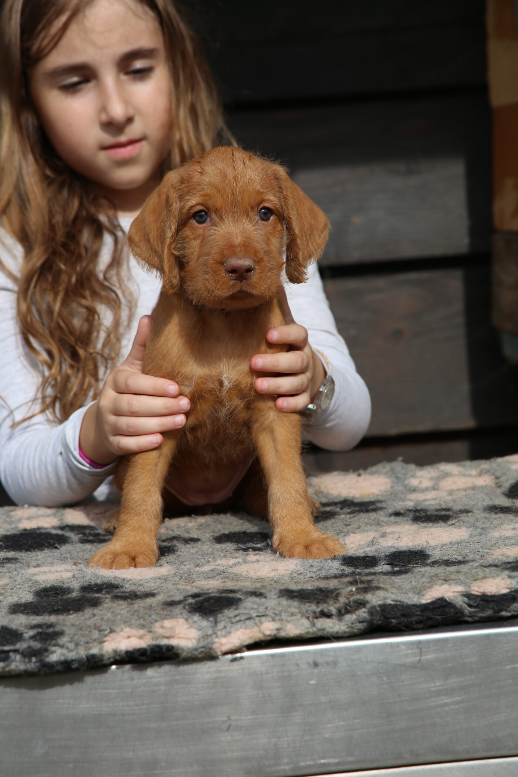Zoldmali-Hunter Tik-tok Zoldmali-Hunter Tik-tok 8 weeks
