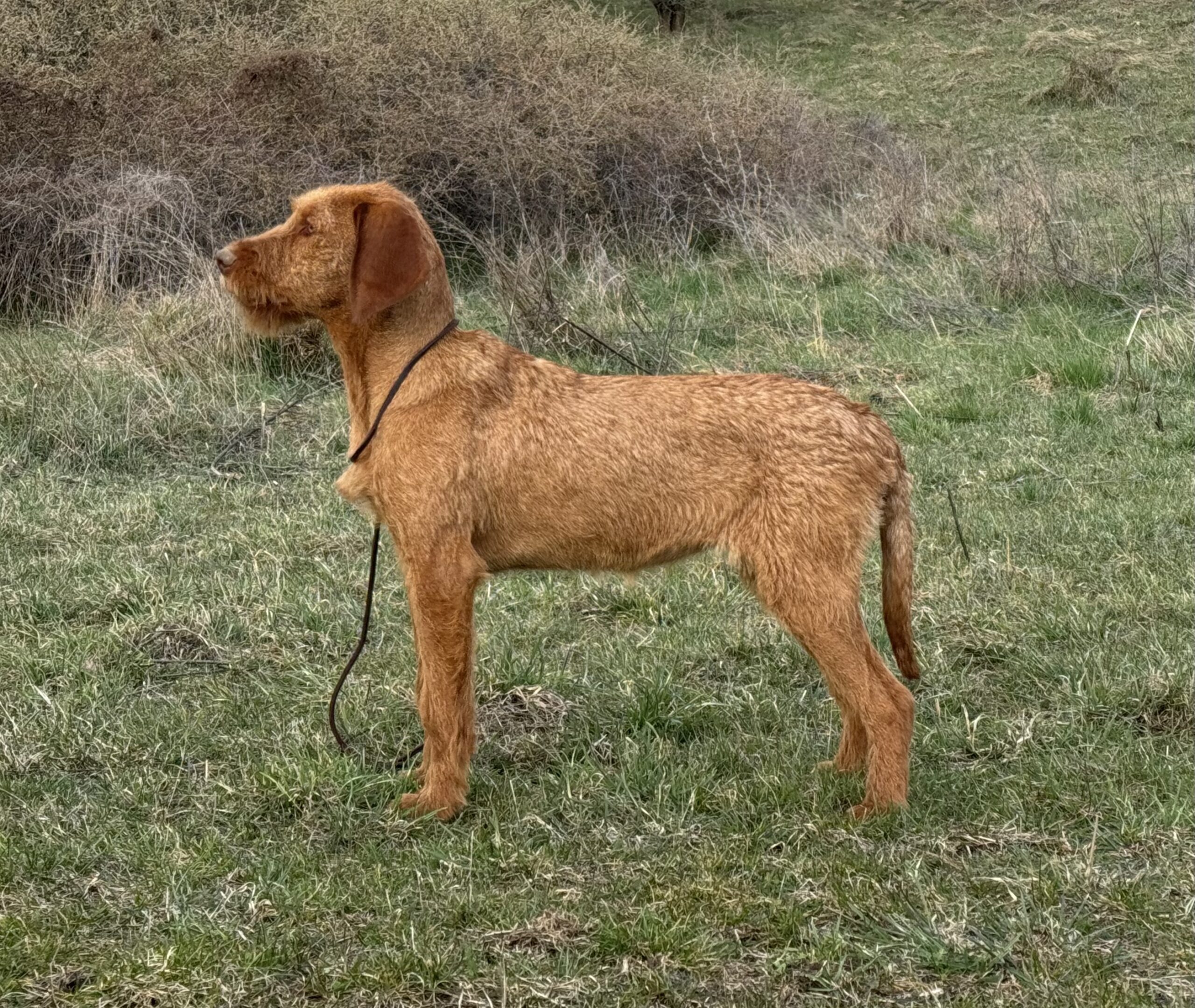 Zöldmáli-Hunter Zsálya at 7 months Zöldmáli-Hunter Zsálya