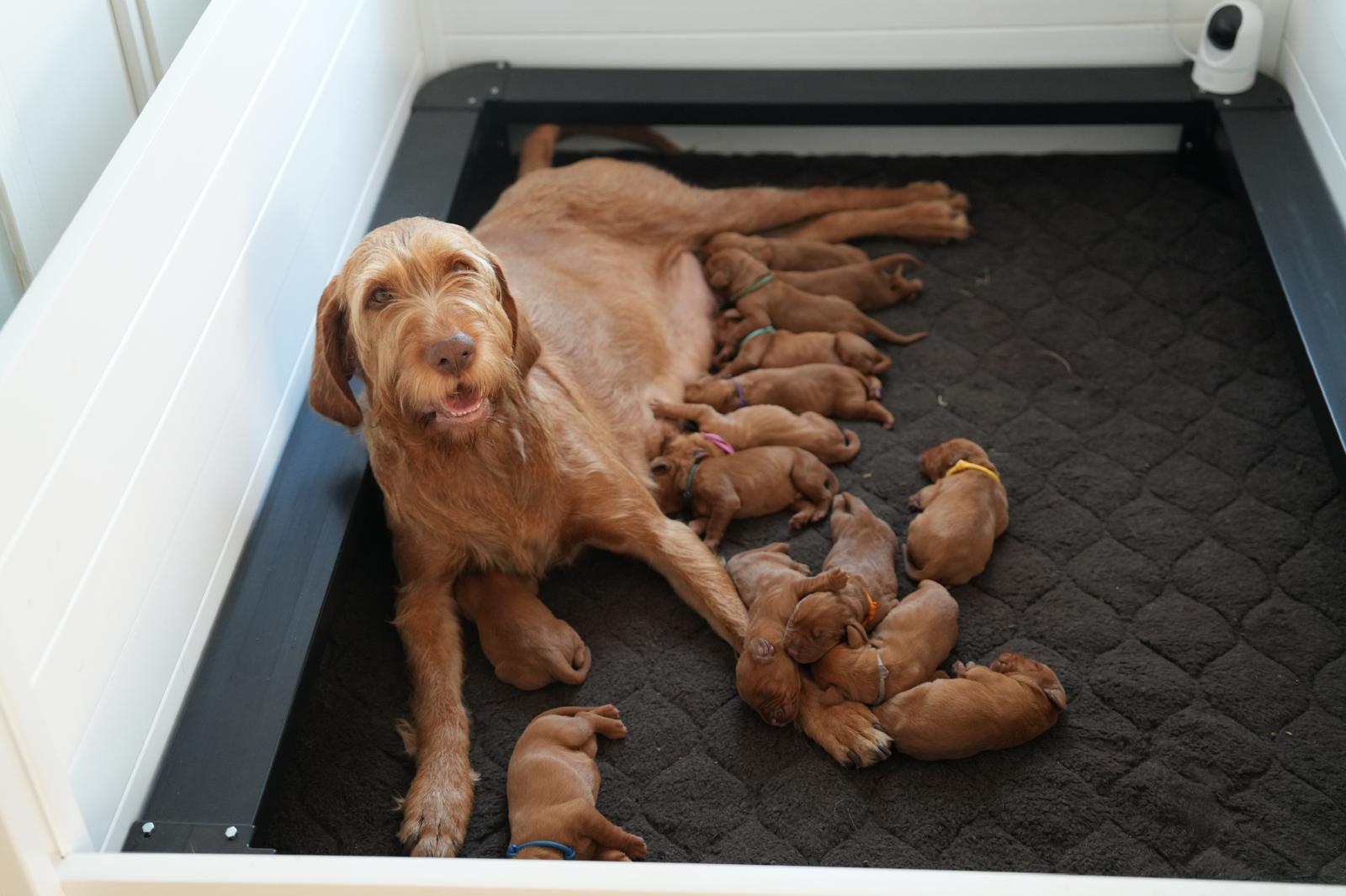 Irma and Kavics pups